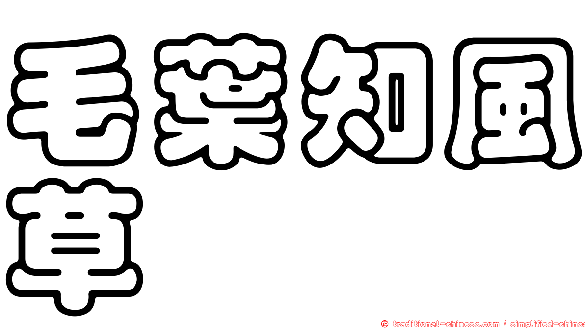 毛葉知風草