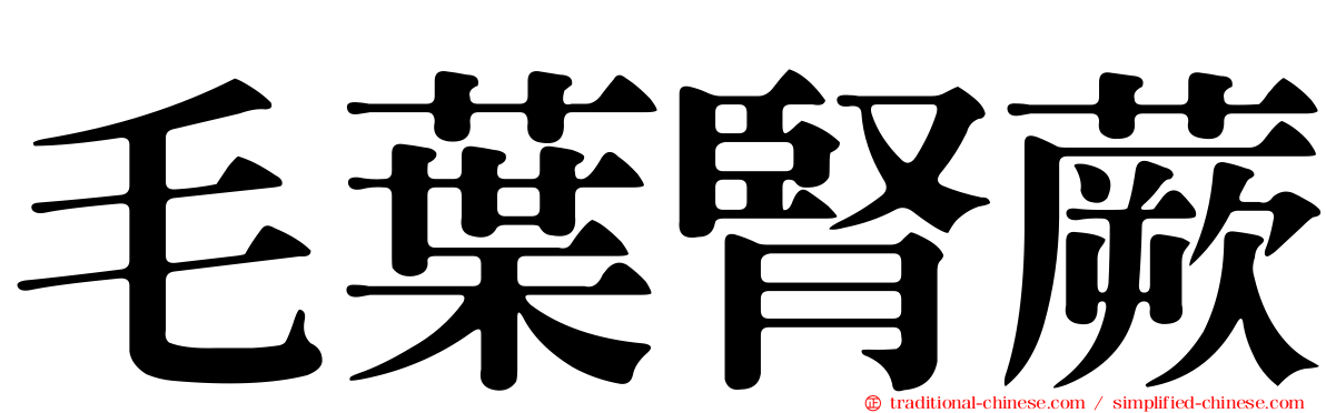 毛葉腎蕨