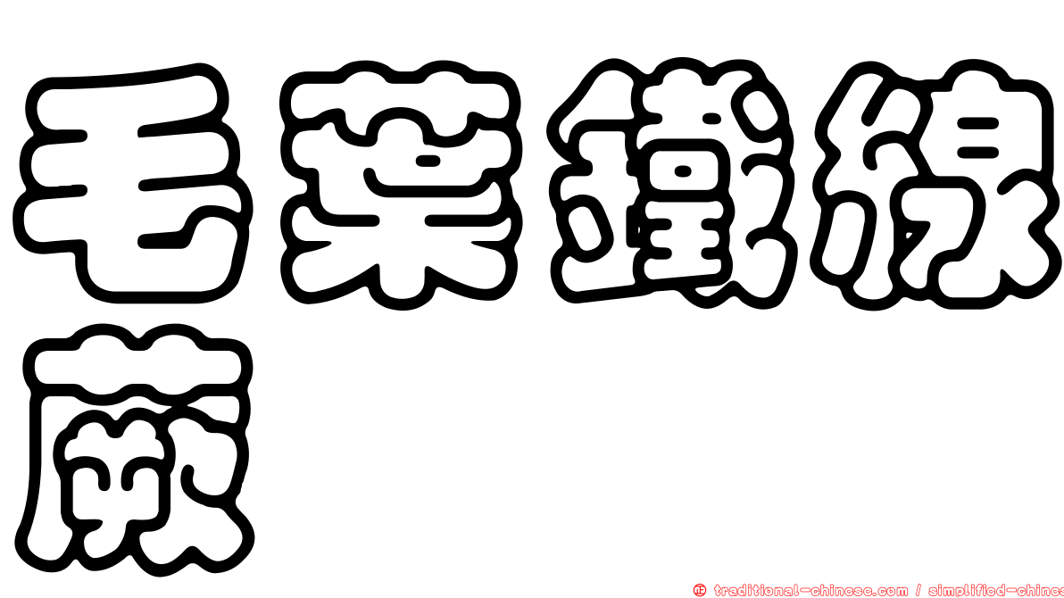 毛葉鐵線蕨