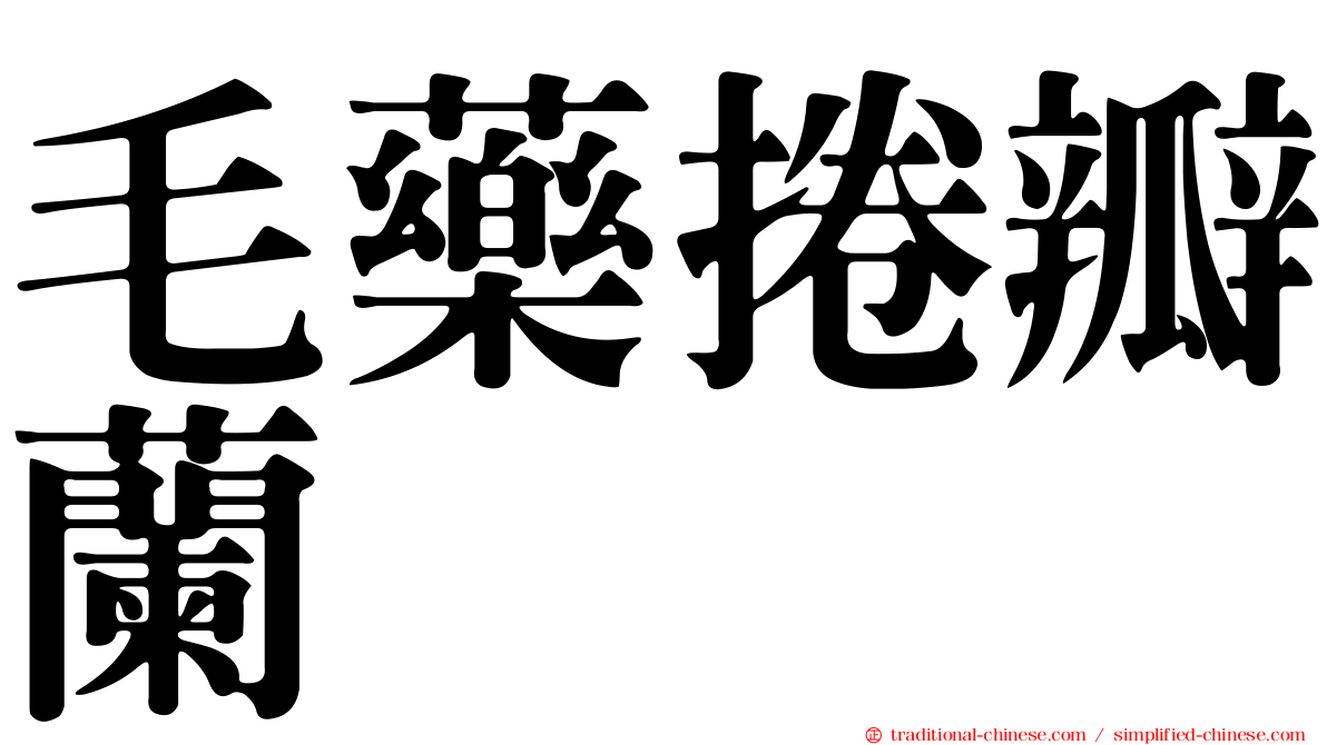 毛藥捲瓣蘭