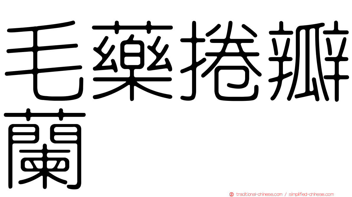 毛藥捲瓣蘭