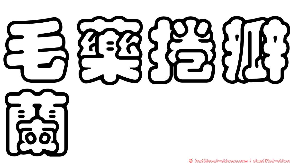 毛藥捲瓣蘭