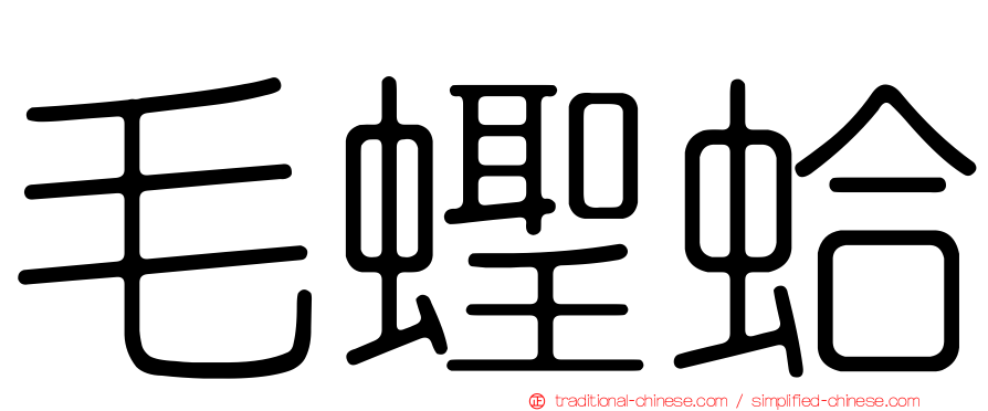 毛蟶蛤