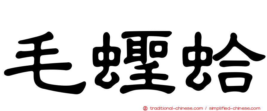 毛蟶蛤
