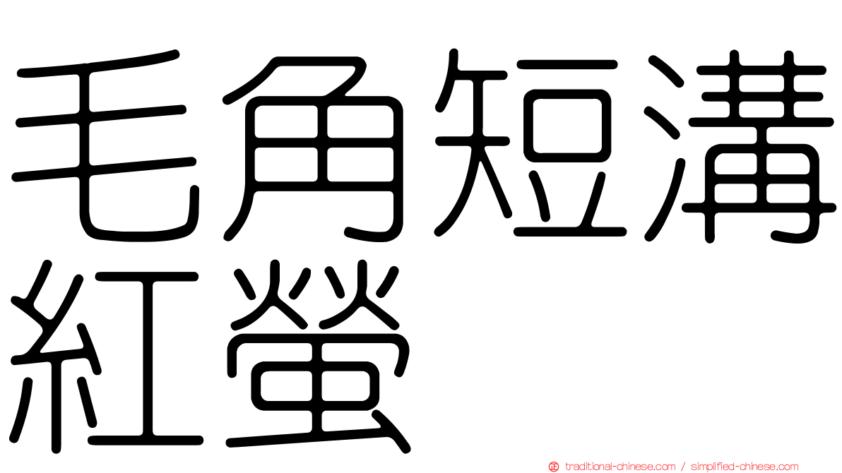 毛角短溝紅螢