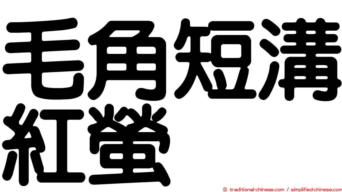 毛角短溝紅螢