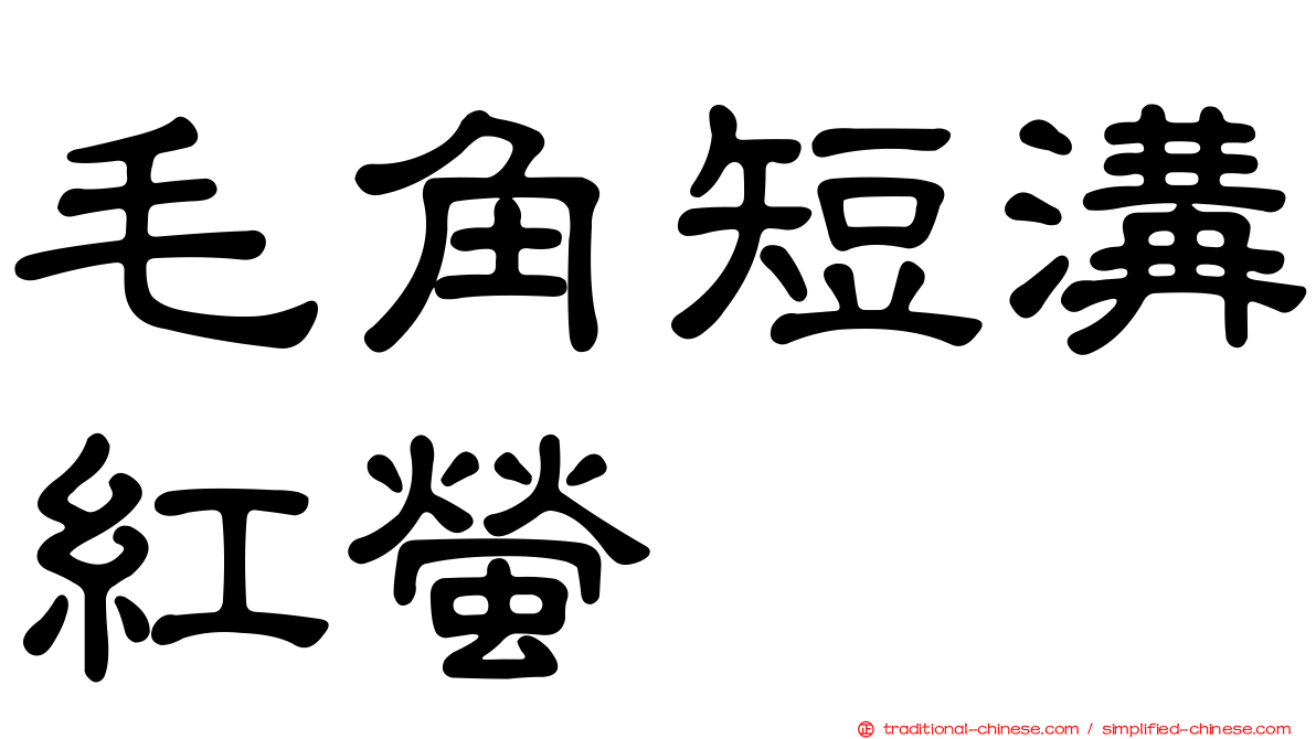 毛角短溝紅螢