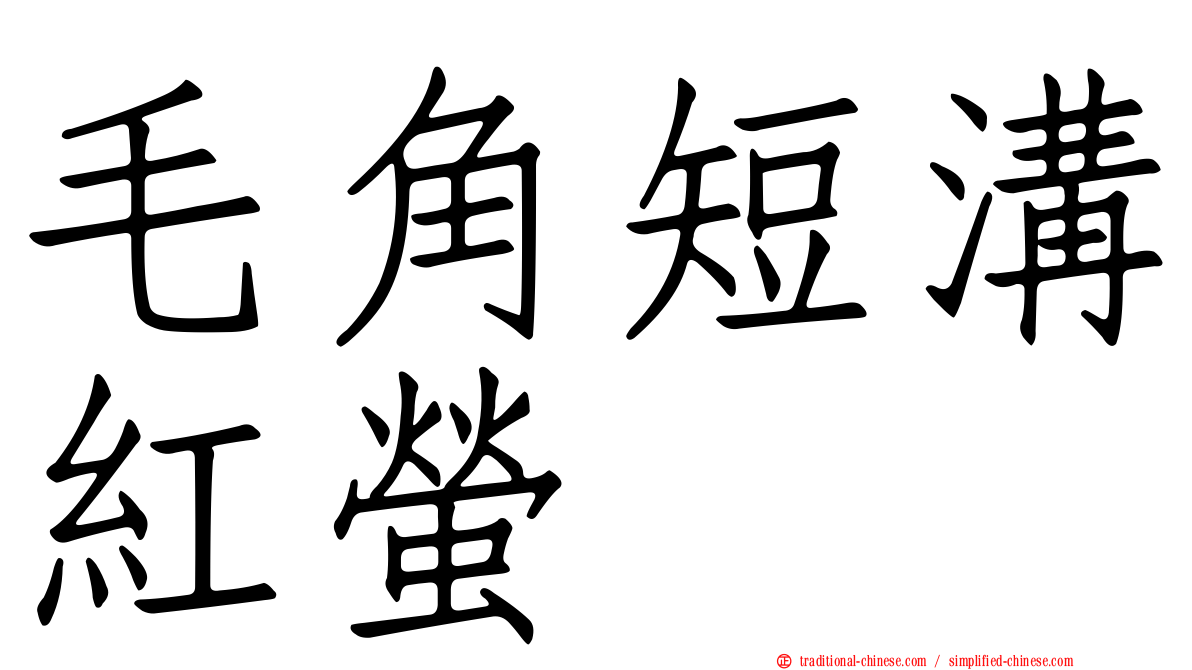 毛角短溝紅螢