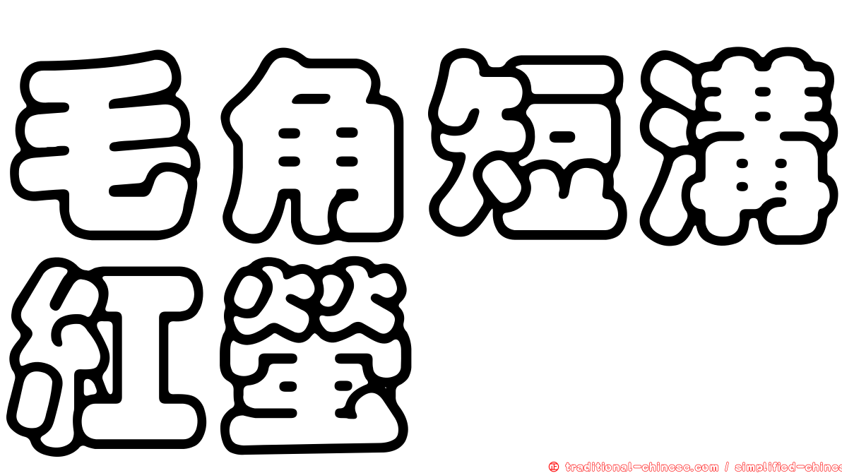 毛角短溝紅螢