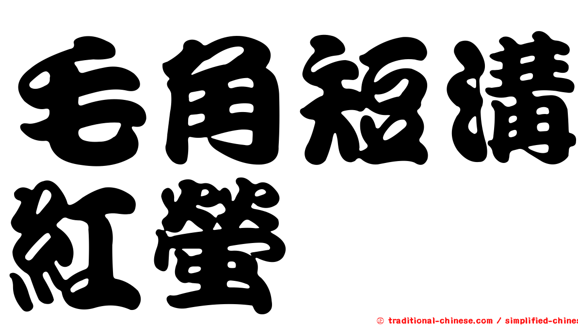 毛角短溝紅螢