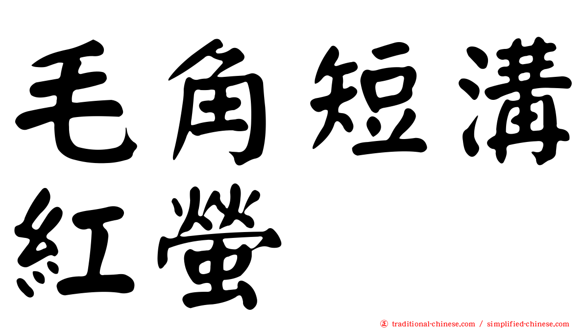 毛角短溝紅螢