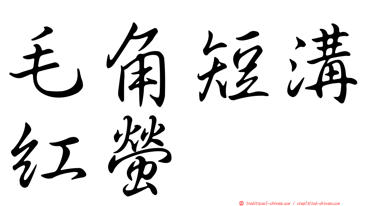 毛角短溝紅螢