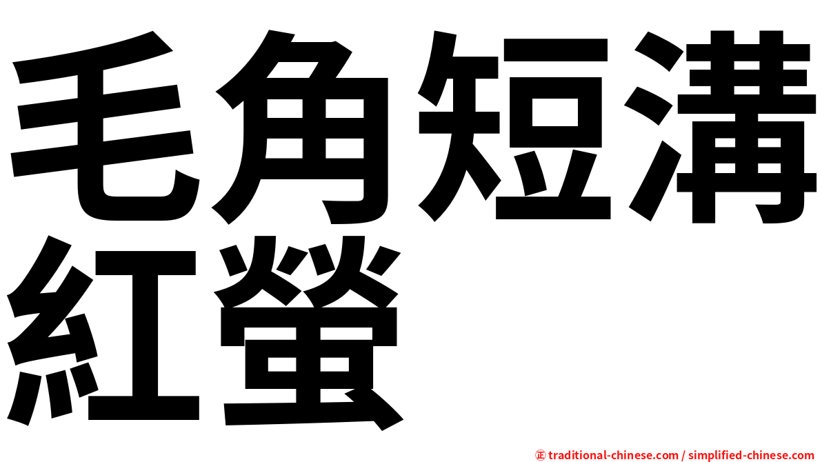 毛角短溝紅螢