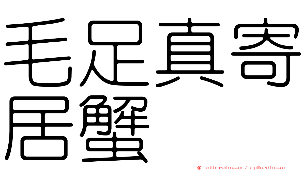 毛足真寄居蟹