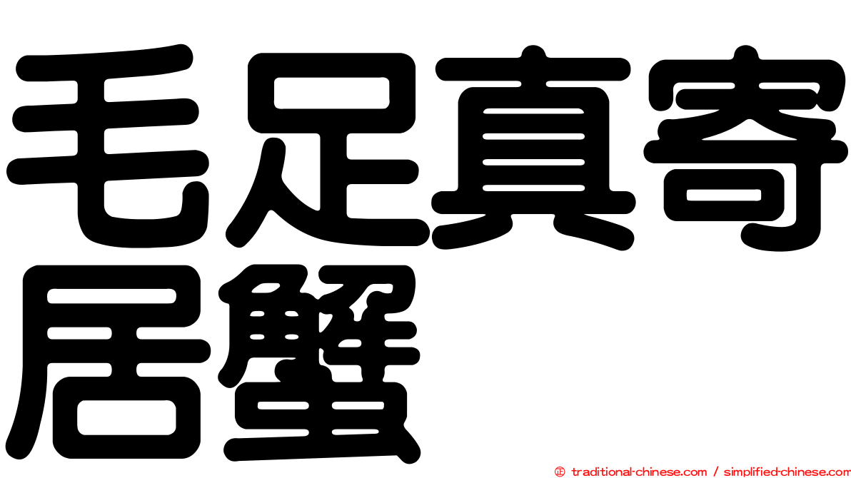 毛足真寄居蟹