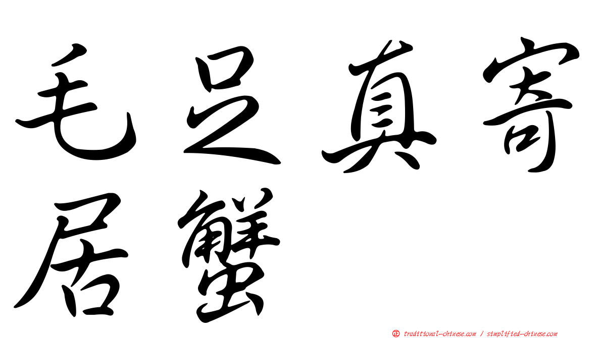 毛足真寄居蟹