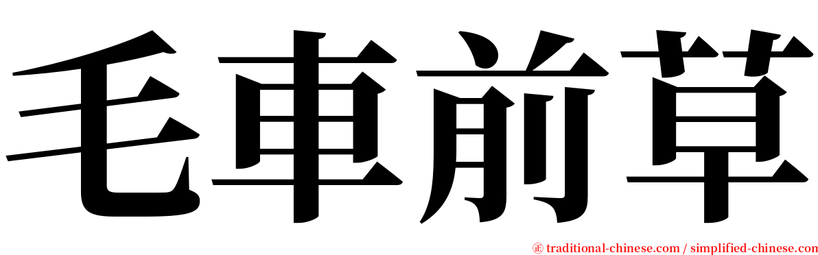 毛車前草 serif font