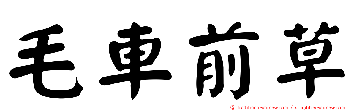 毛車前草