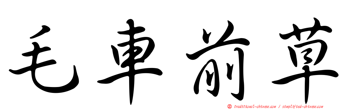 毛車前草