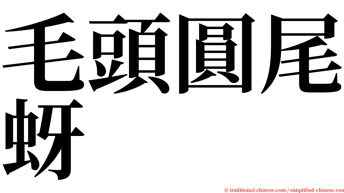 毛頭圓尾蚜 serif font