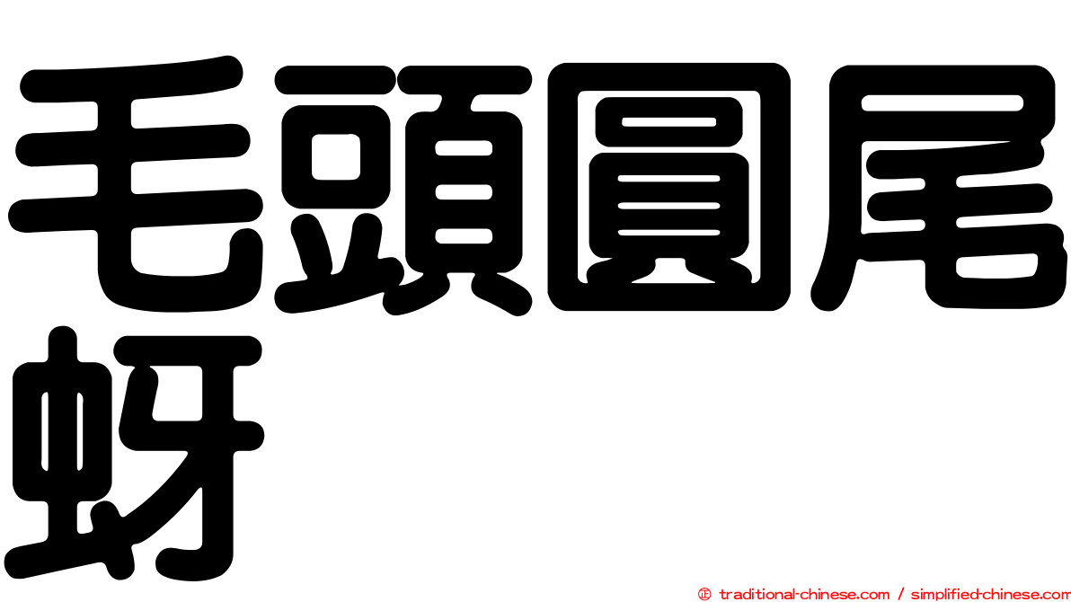毛頭圓尾蚜