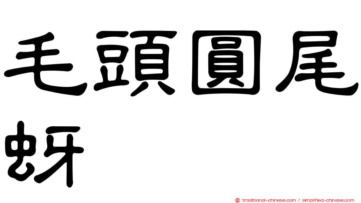 毛頭圓尾蚜