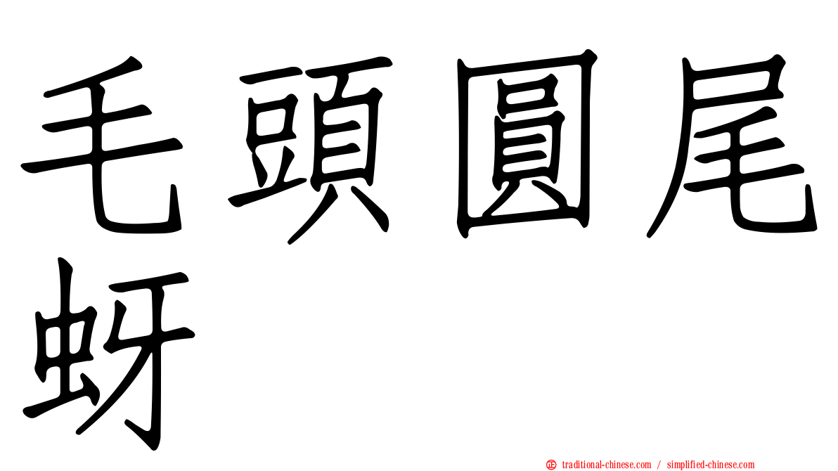 毛頭圓尾蚜