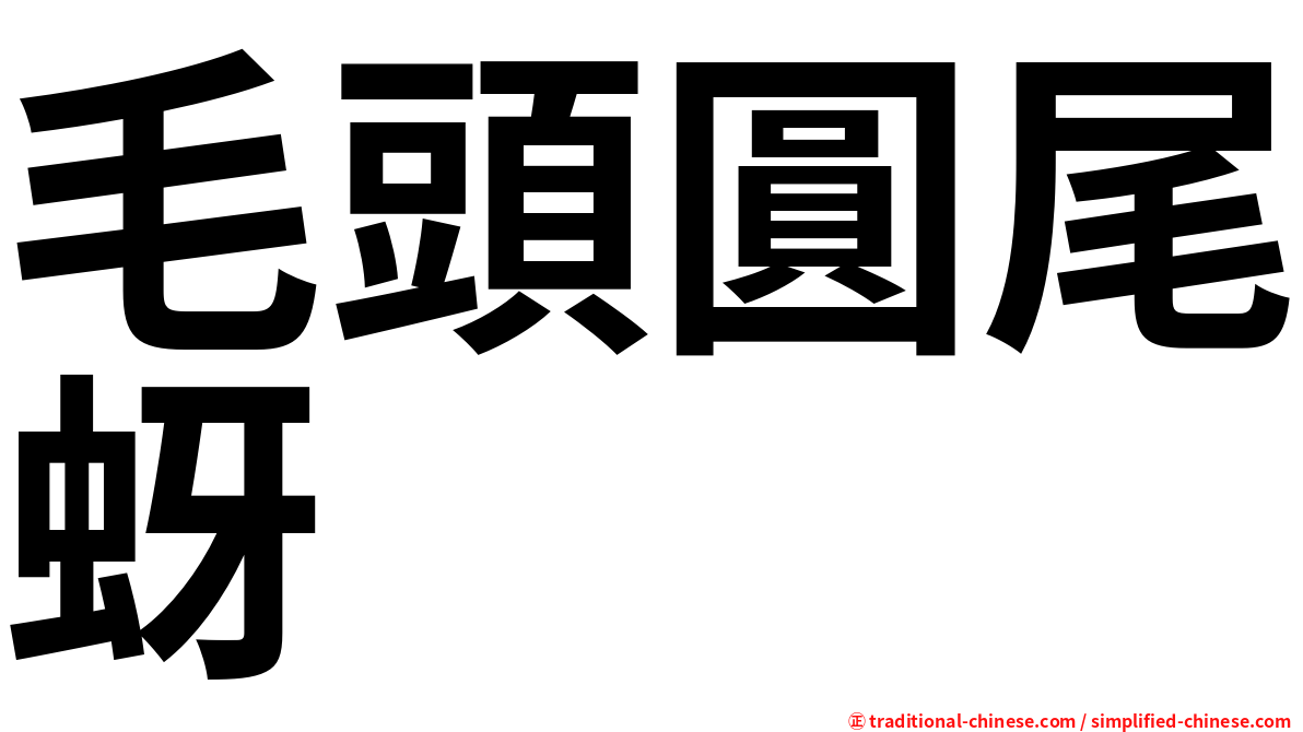 毛頭圓尾蚜