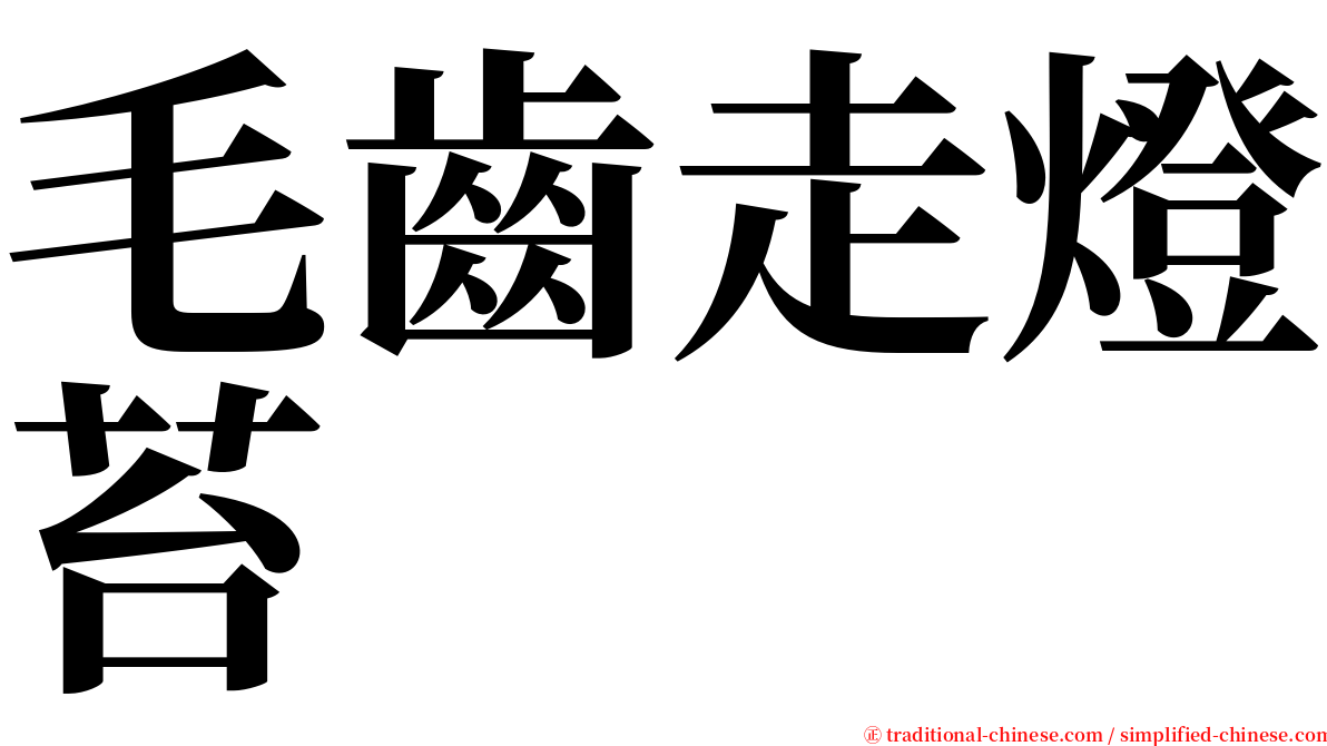 毛齒走燈苔 serif font