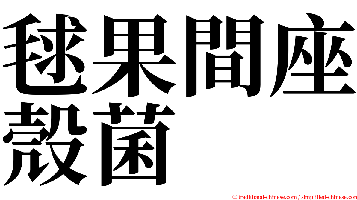 毬果間座殼菌 serif font