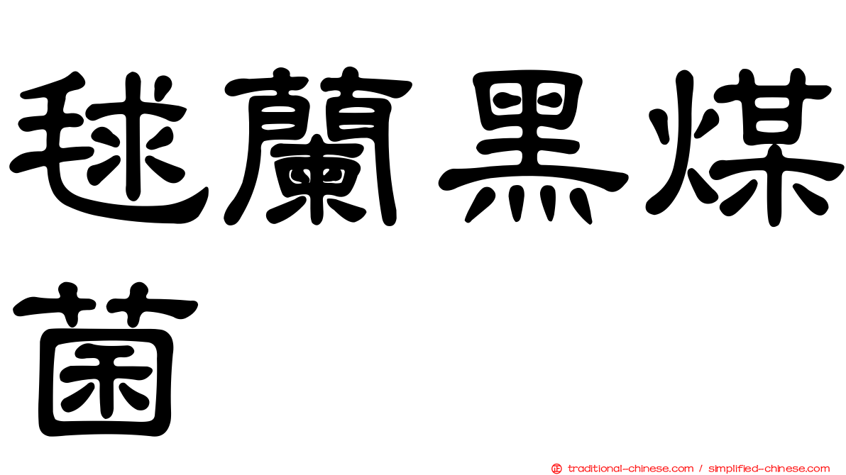 毬蘭黑煤菌