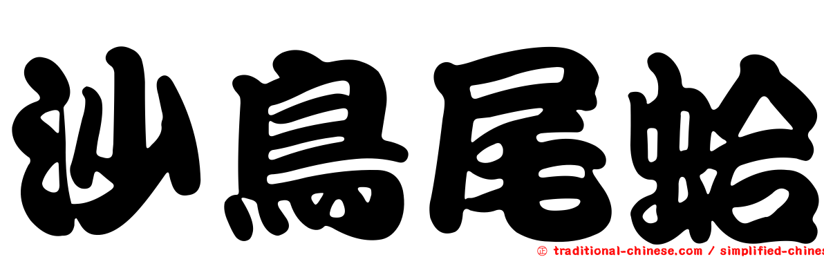 沙鳥尾蛤