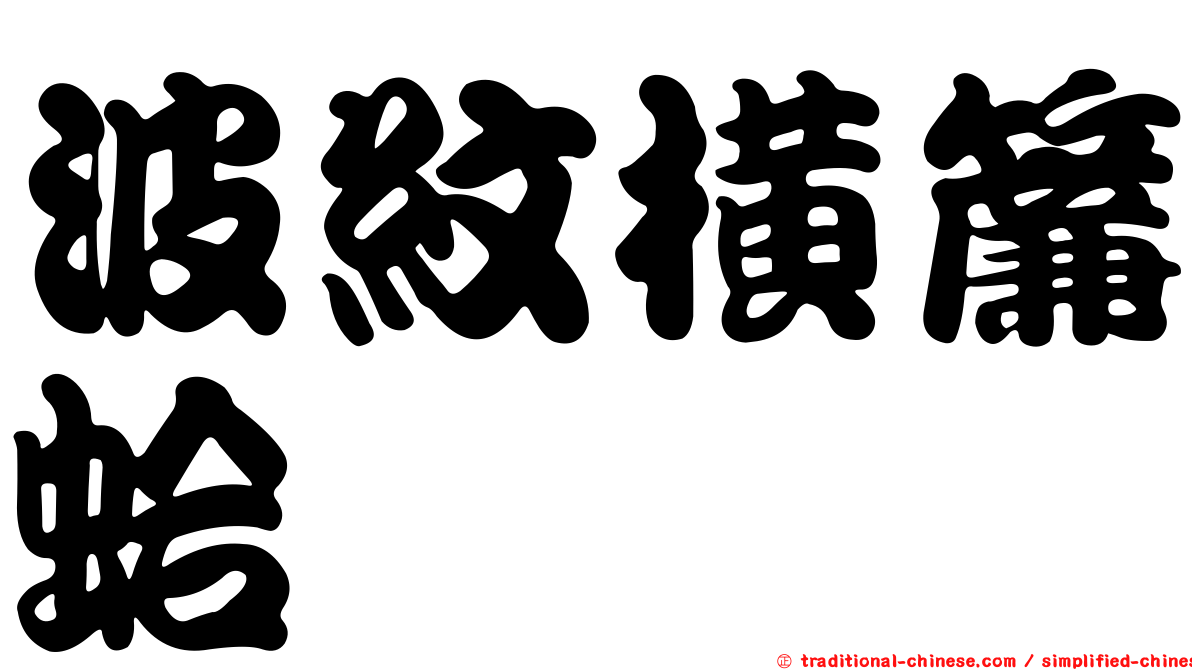 波紋橫簾蛤