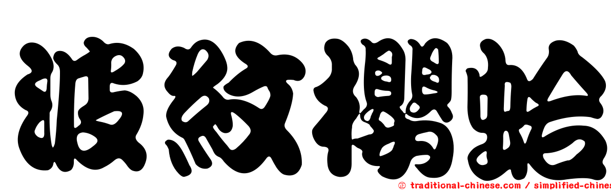 波紋櫻蛤