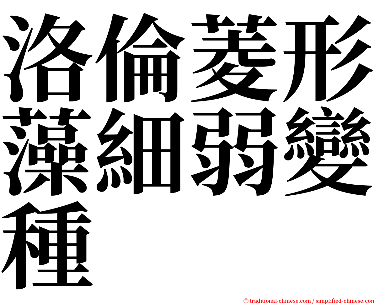 洛倫菱形藻細弱變種 serif font
