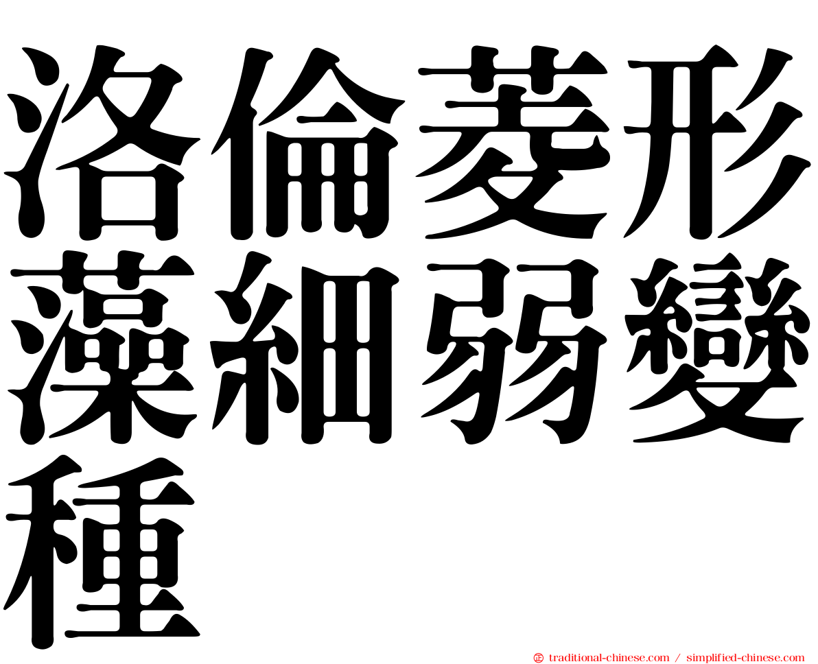 洛倫菱形藻細弱變種