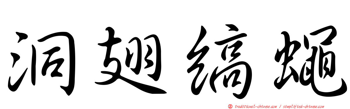 洞翅縞蠅