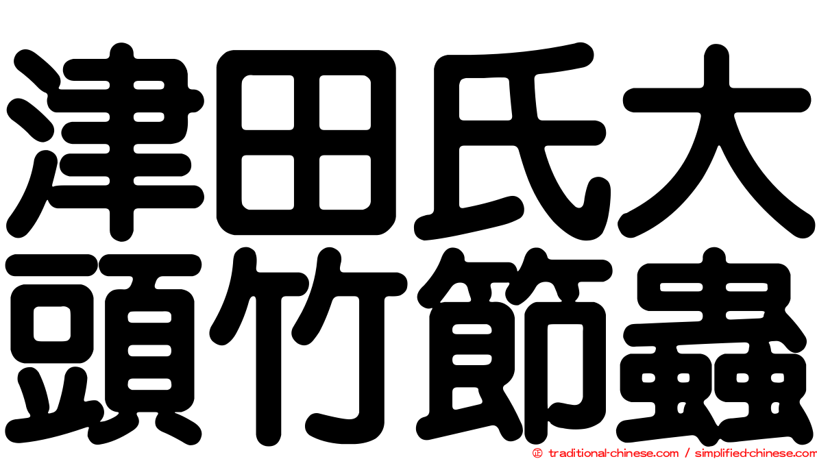 津田氏大頭竹節蟲