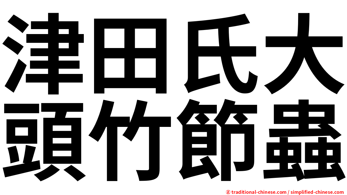 津田氏大頭竹節蟲