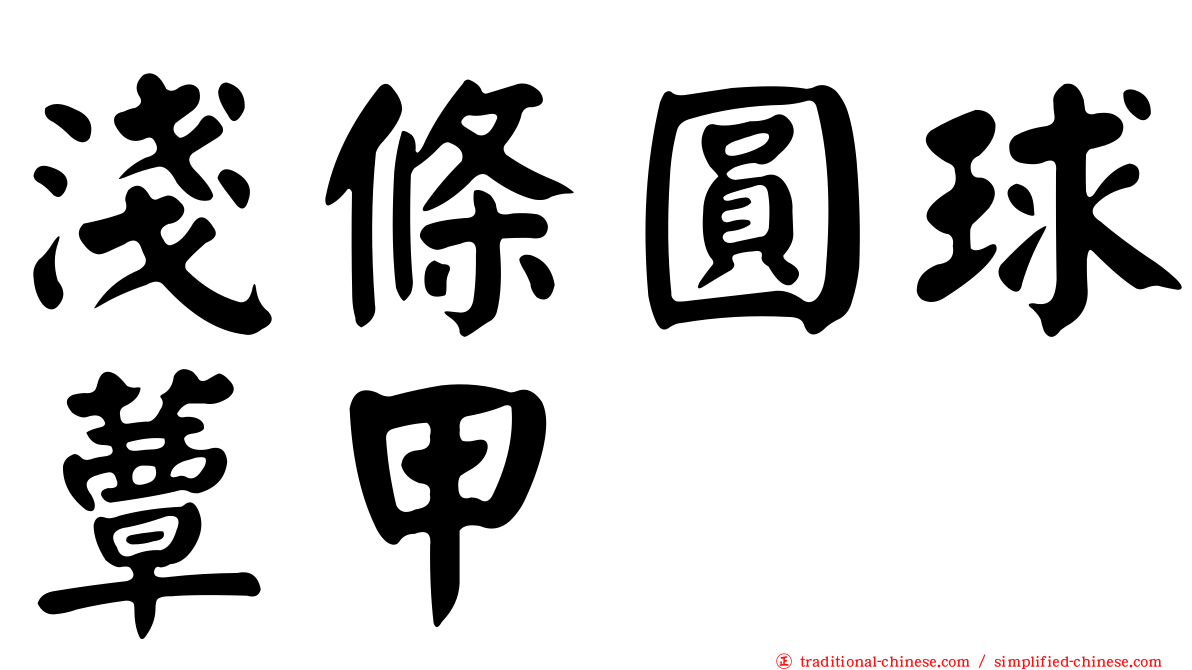 淺條圓球蕈甲