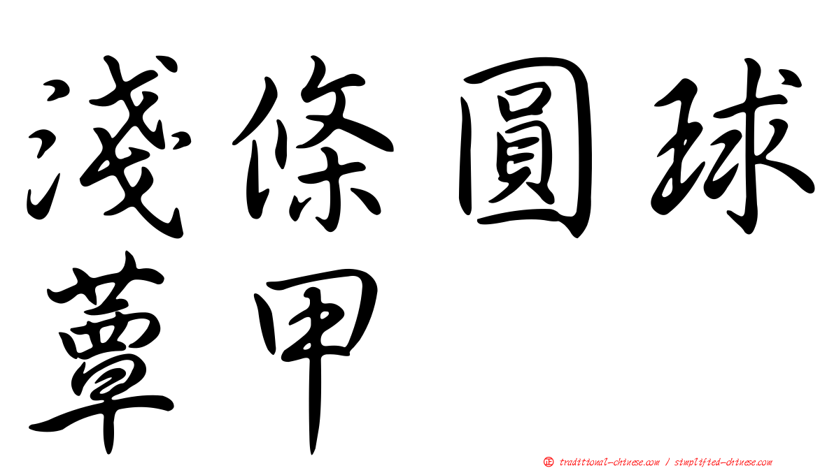 淺條圓球蕈甲
