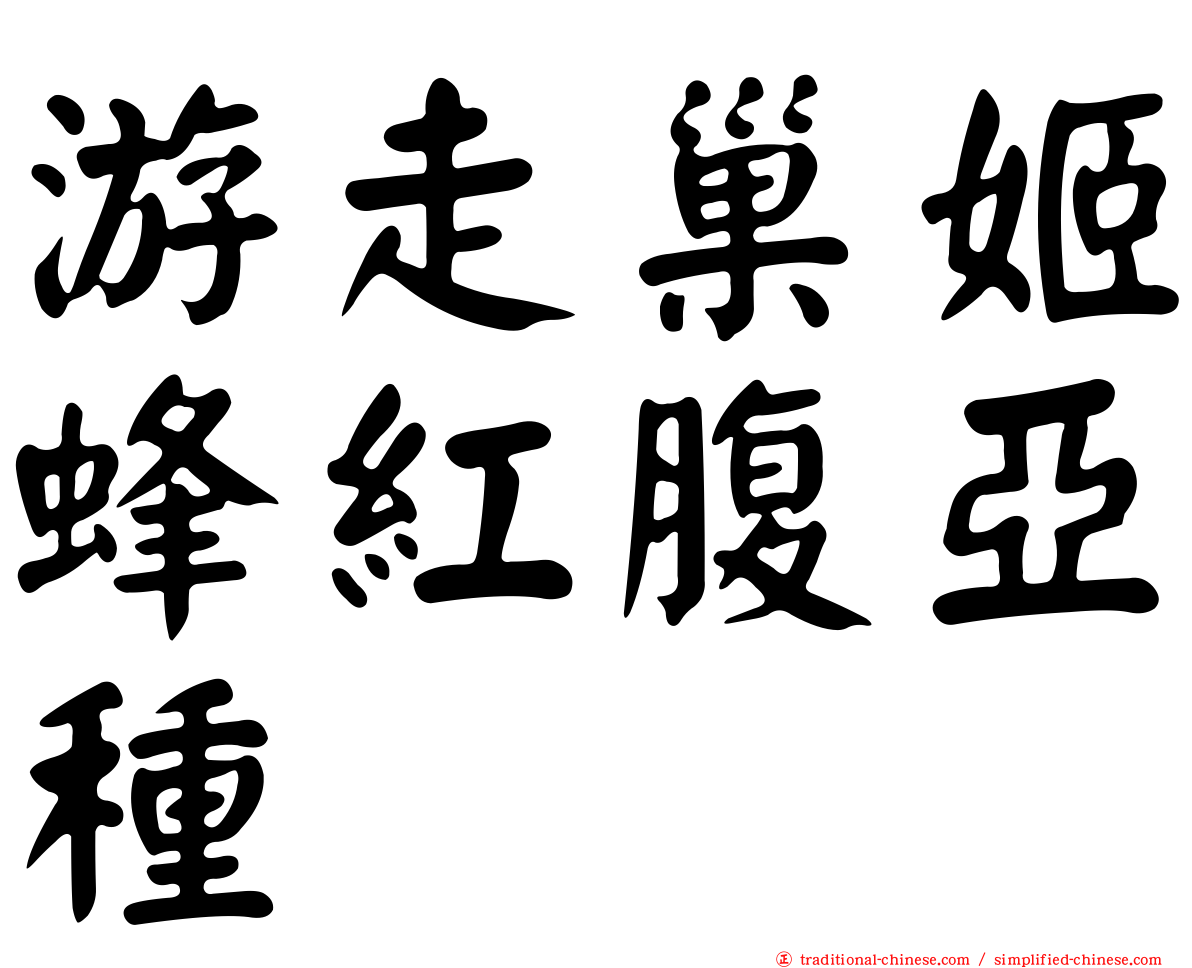游走巢姬蜂紅腹亞種