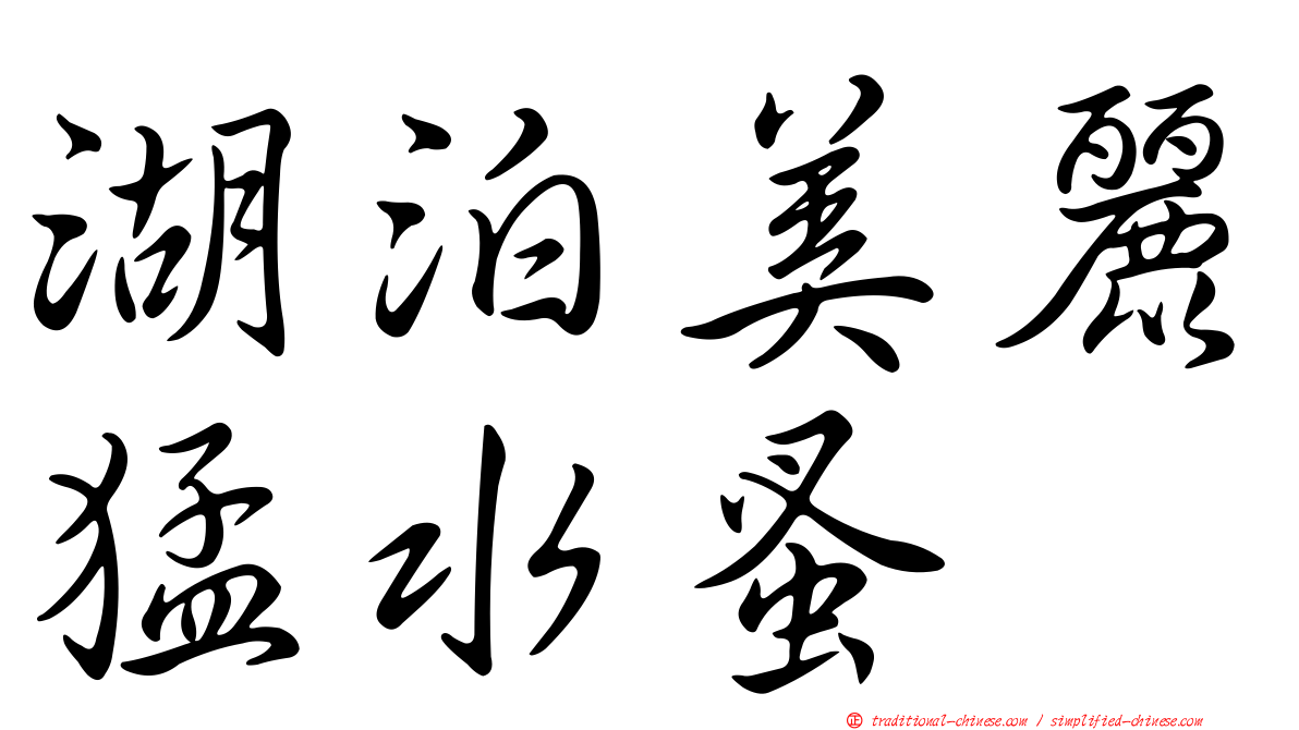 湖泊美麗猛水蚤
