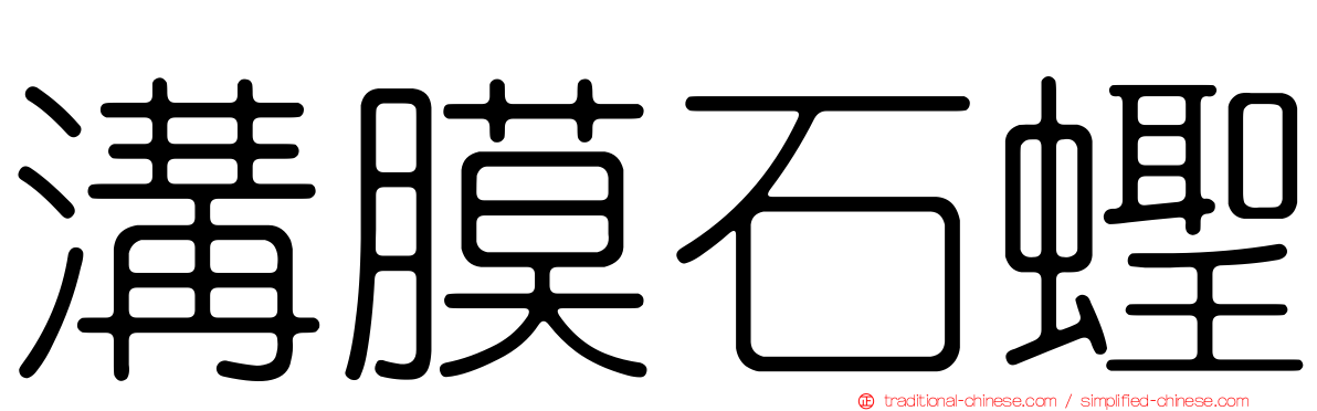 溝膜石蟶
