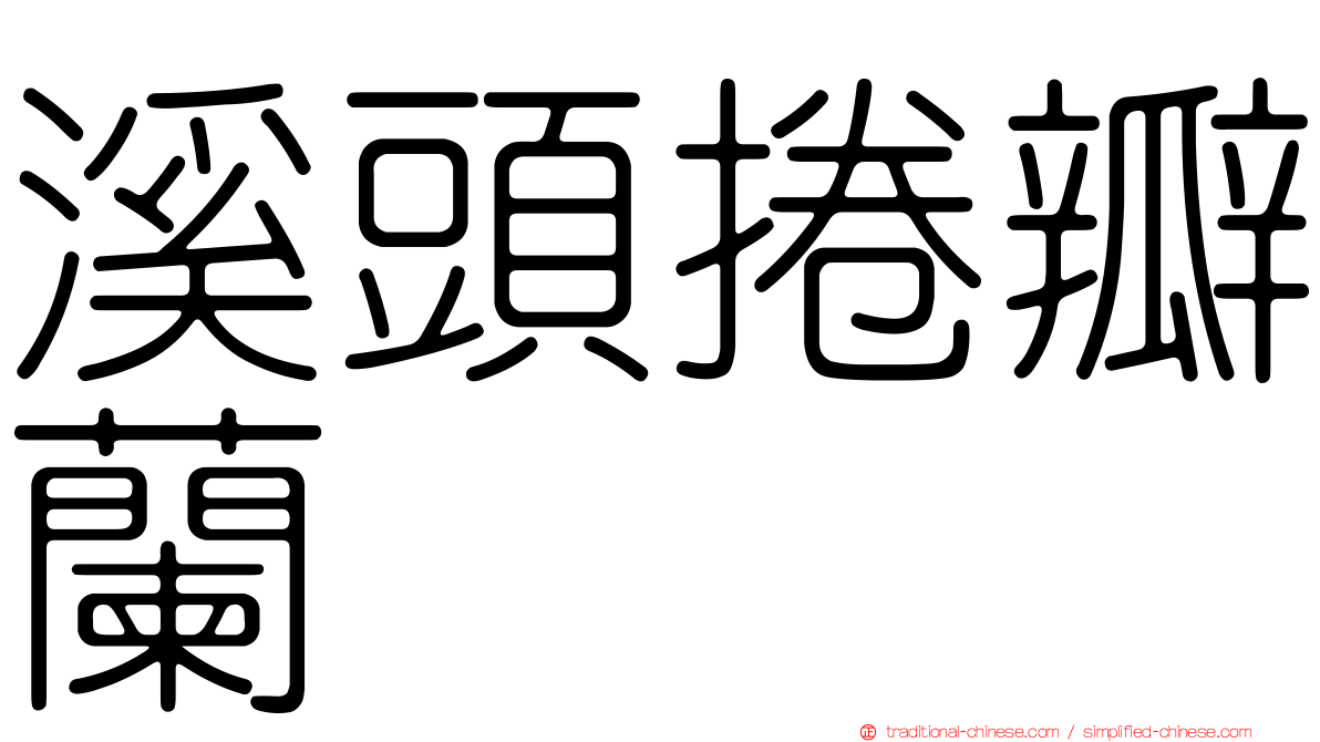 溪頭捲瓣蘭