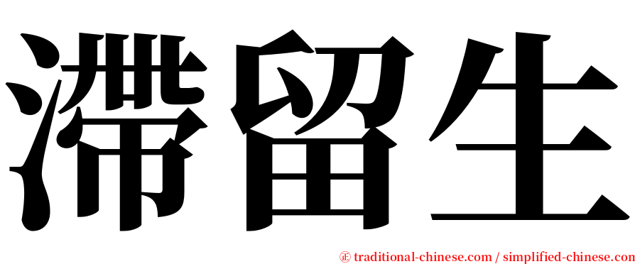 滯留生 serif font