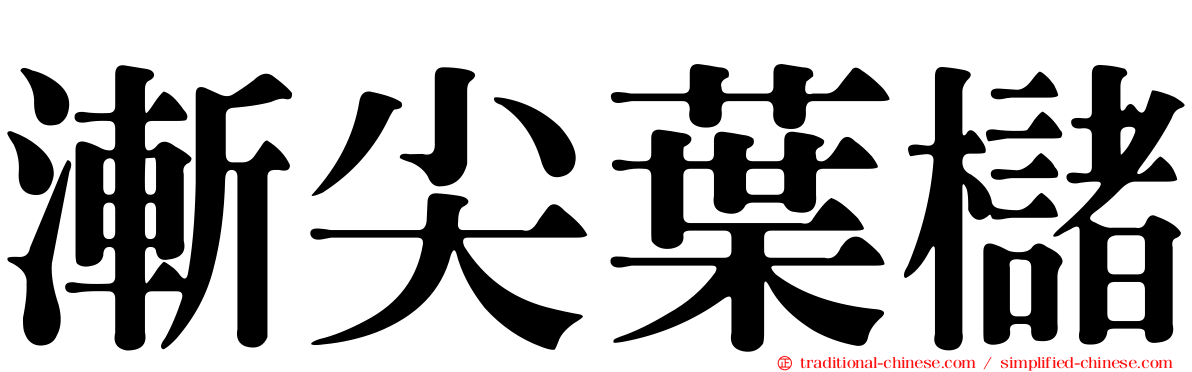 漸尖葉櫧
