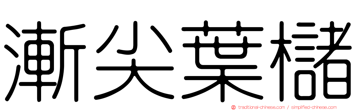 漸尖葉櫧