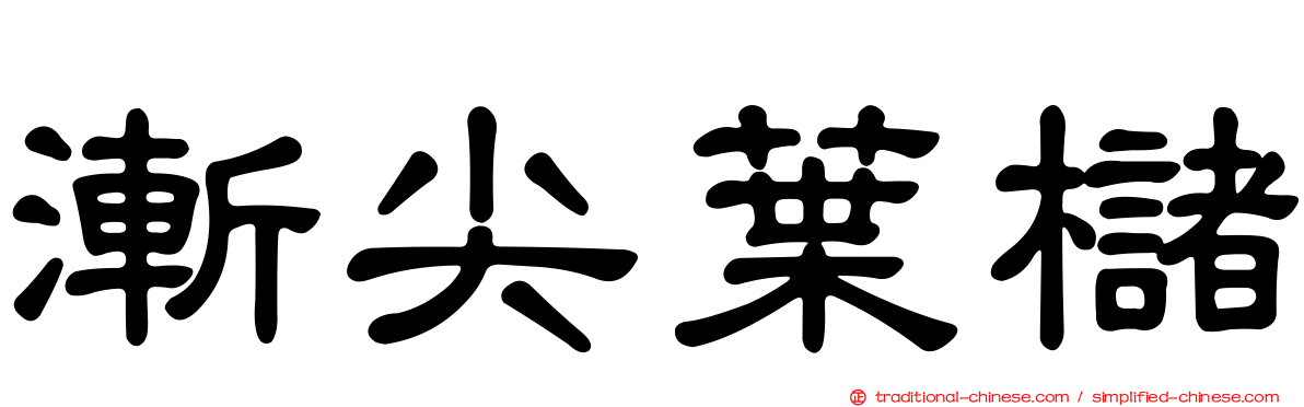 漸尖葉櫧
