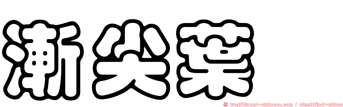 漸尖葉櫧